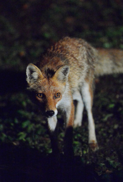 「生きもの写真リトルリーグ2019」最優秀賞受賞