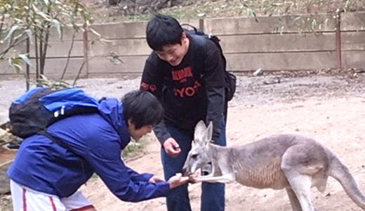 カンガルーと触れ合う(オーストラリア)